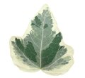 Hedera White Wonder